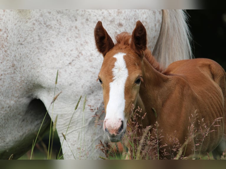 German Riding Pony Mare  14,2 hh Chestnut-Red in Langwedel