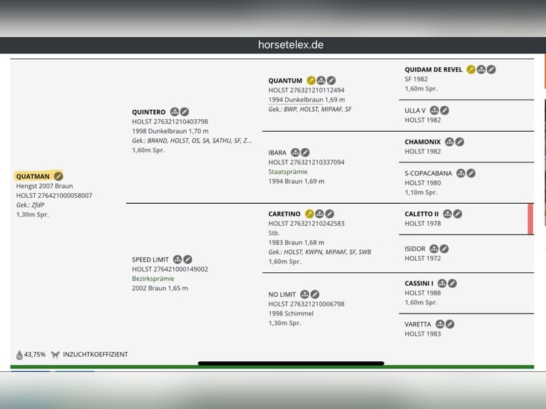 German Riding Pony Mare Foal (05/2025) 14,2 hh Chestnut in Peheim