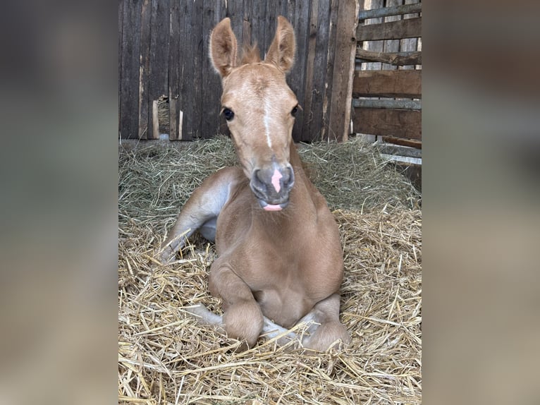 German Riding Pony Mare  14,2 hh Palomino in Zell