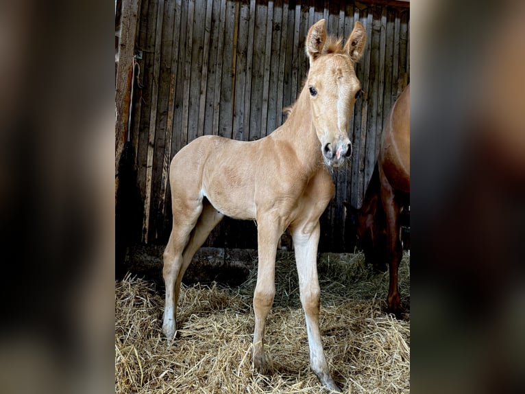 German Riding Pony Mare  14,2 hh Palomino in Zell