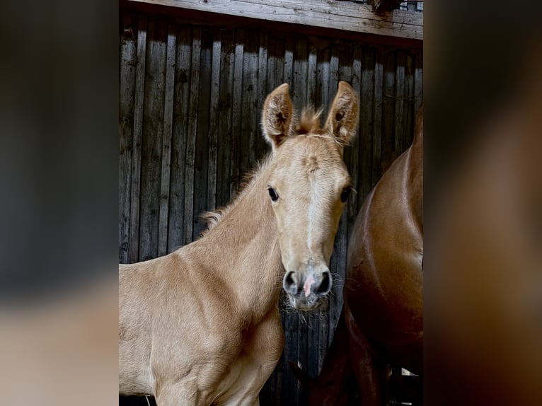 German Riding Pony Mare  14,2 hh Palomino in Zell