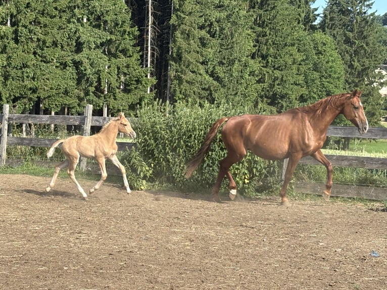 German Riding Pony Mare  14,2 hh Palomino in Zell