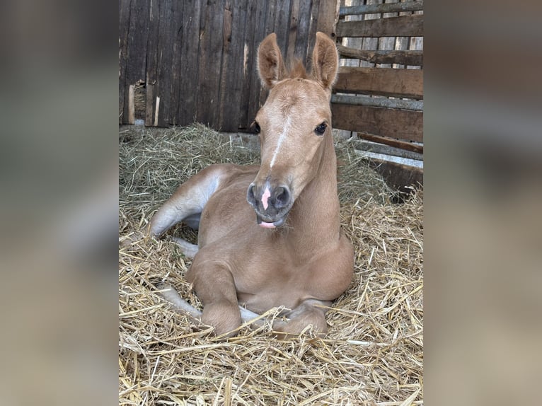 German Riding Pony Mare  14,2 hh Palomino in Zell