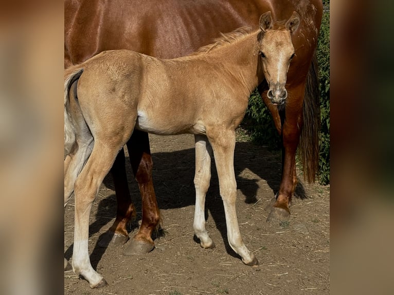 German Riding Pony Mare  14,2 hh Palomino in Zell