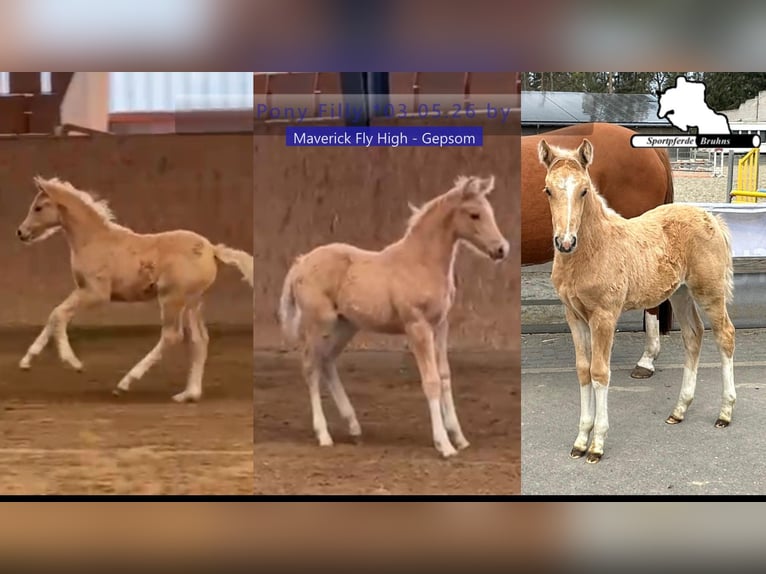 German Riding Pony Mare Foal (03/2026) 14,2 hh Palomino in Seetz