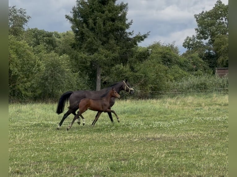 German Riding Pony Mare Foal (04/2026) 15.1 hh Brown in Mannhausen