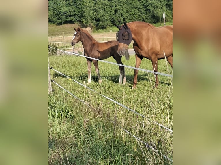 German Riding Pony Mare Foal (04/2026) 15.1 hh Chestnut in Nümbrecht