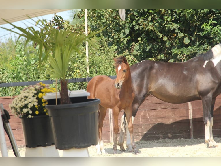 German Riding Pony Mare Foal (03/2025) 15 hh Brown in Rees