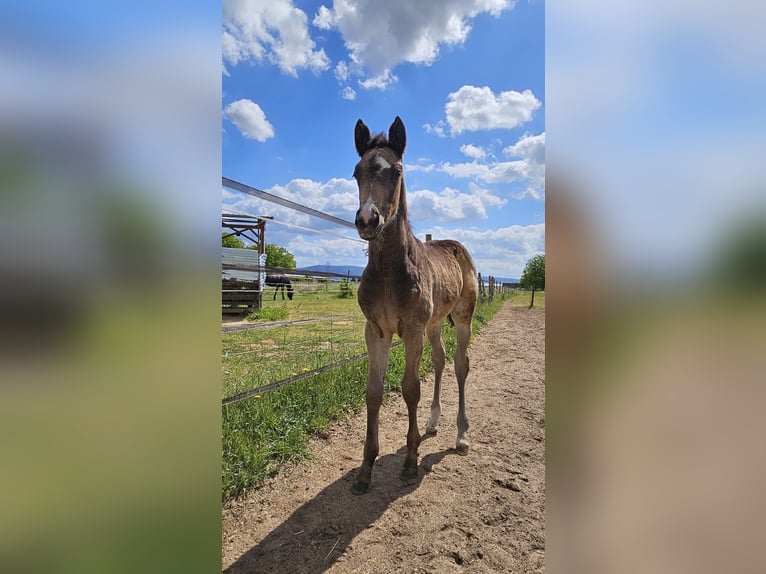 German Riding Pony Mare  15,1 hh Buckskin in Plankstadt