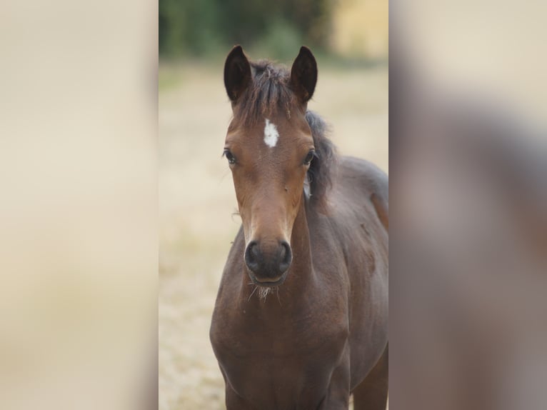German Riding Pony Mare Foal (05/2026) Bay-Dark in Neuenkirchen-Vörden