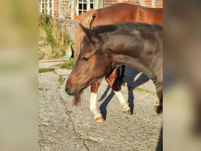German Riding Pony Mare Foal (03/2025) Bay-Dark in L&#xFC;dinghausen