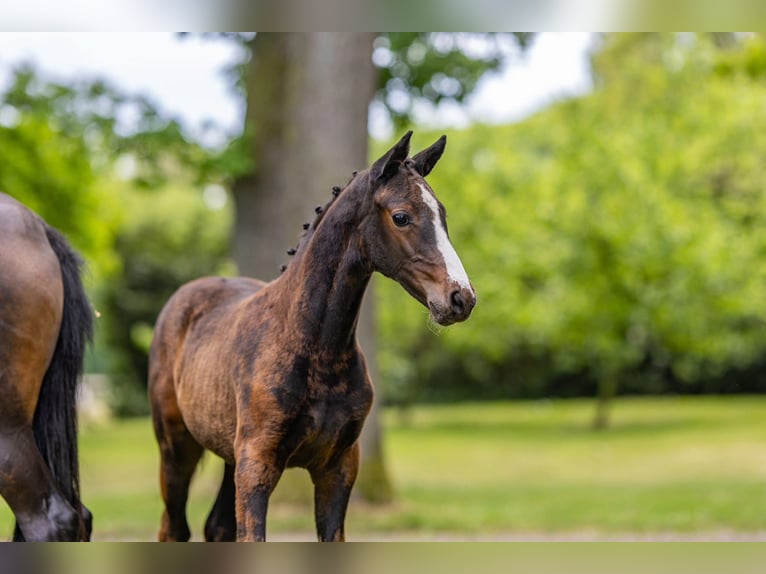 German Riding Pony Mare  Bay-Dark in Schildwolde