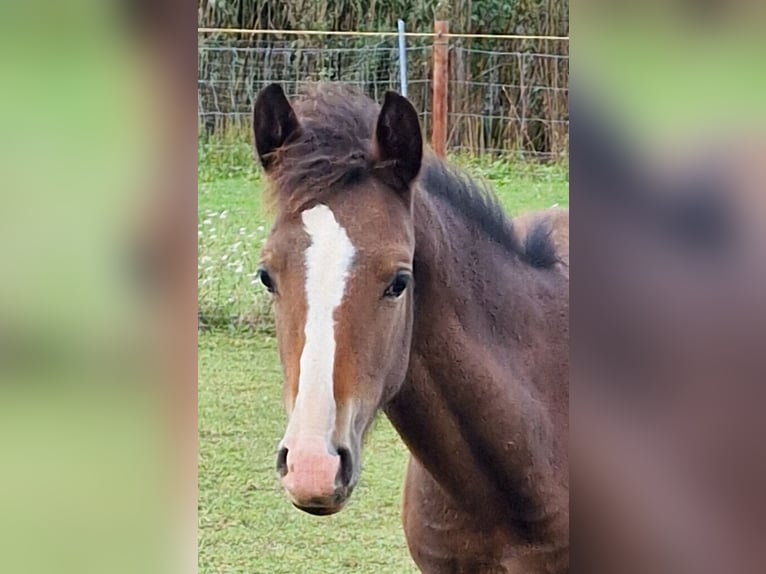 German Riding Pony Mare Foal (05/2024) Bay-Dark in Granzin