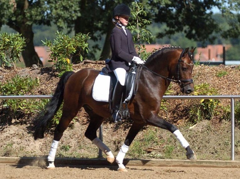 German Riding Pony Mare Foal (05/2025) Bay-Dark in Surwold