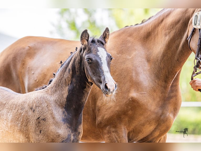 German Riding Pony Mare Foal (05/2025) Bay-Dark in Surwold