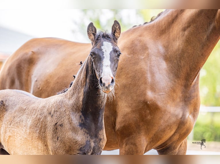 German Riding Pony Mare Foal (05/2025) Bay-Dark in Surwold
