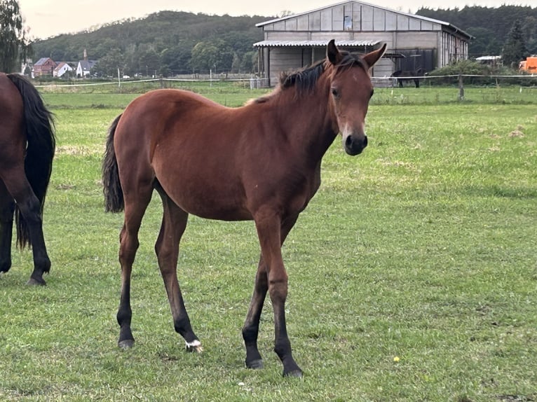 German Riding Pony Mare Foal (04/2025) Bay in Rosenau