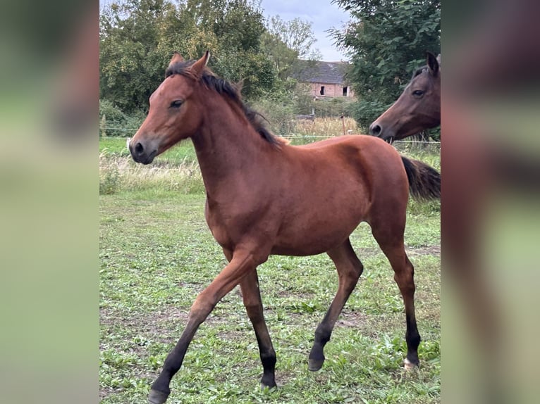 German Riding Pony Mare Foal (04/2025) Bay in Rosenau