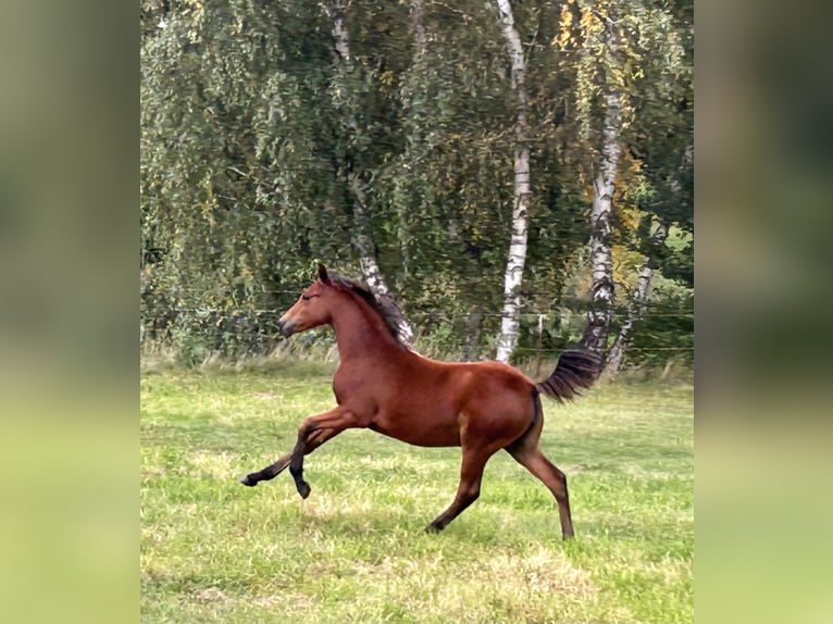 German Riding Pony Mare Foal (04/2025) Bay in Rosenau