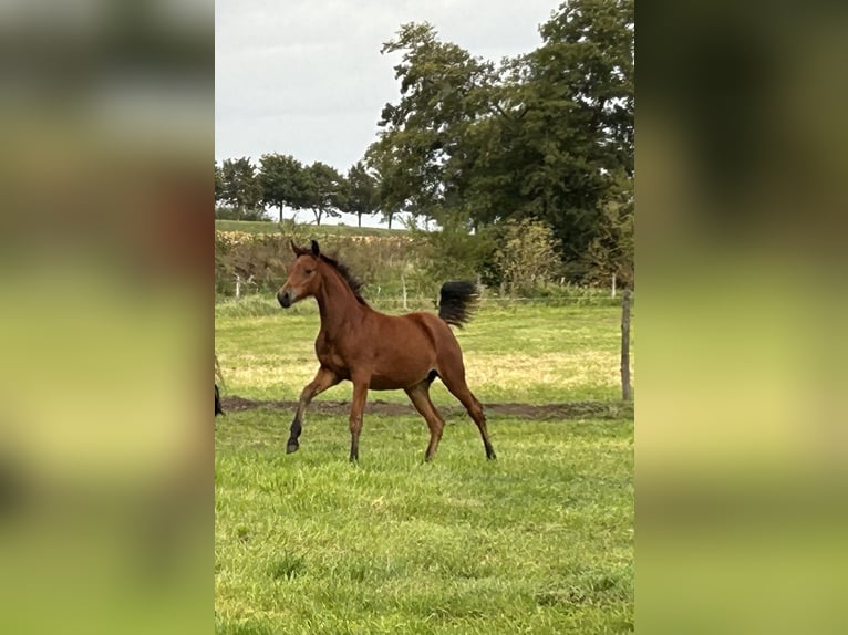 German Riding Pony Mare Foal (04/2025) Bay in Rosenau