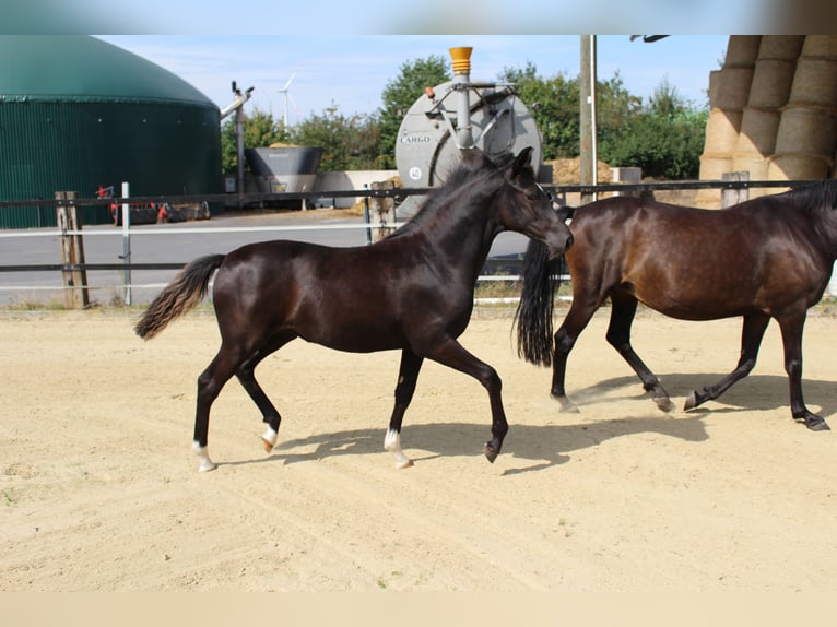 German Riding Pony Mare Foal (03/2026) Black in Olfen