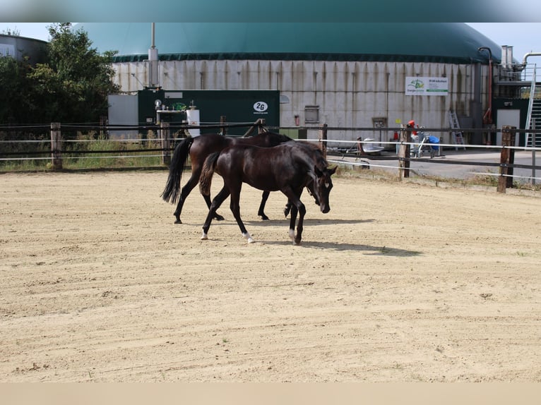 German Riding Pony Mare Foal (03/2026) Black in Olfen