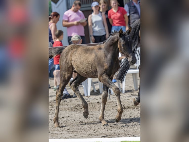 German Riding Pony Mare Foal (04/2026) Black in Brünzow