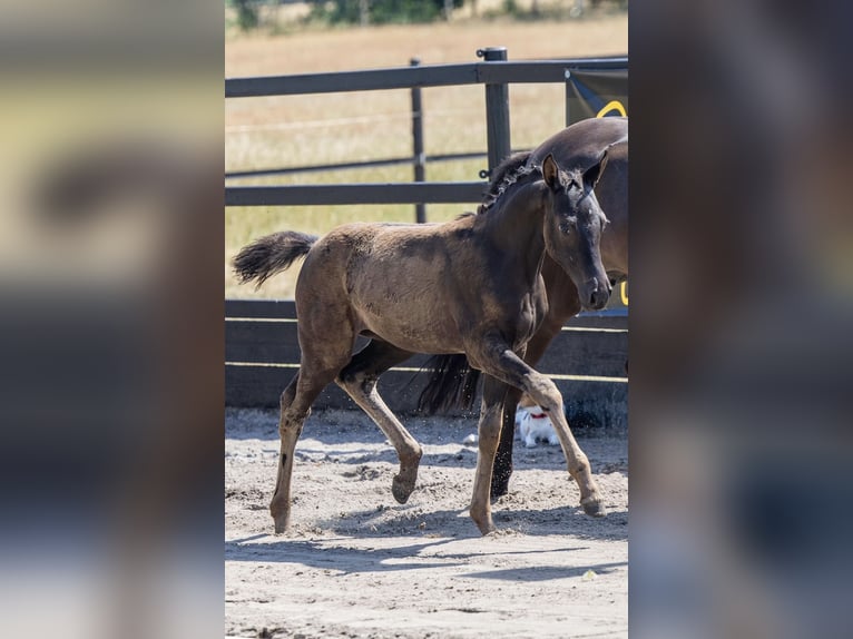 German Riding Pony Mare Foal (04/2026) Black in Brünzow