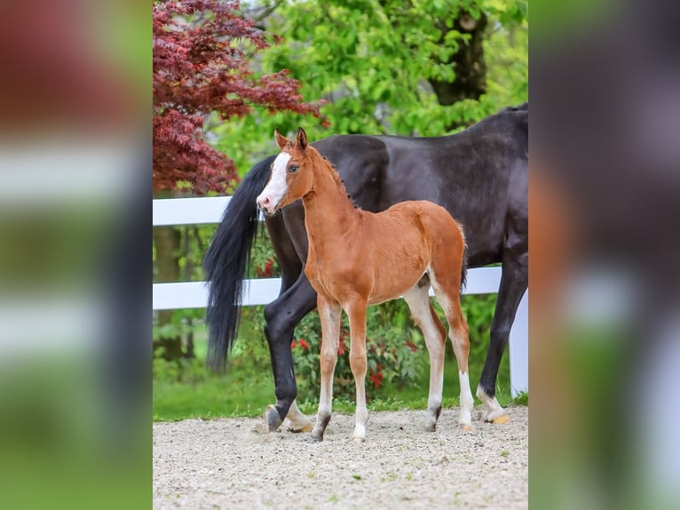 German Riding Pony Mare Foal (02/2024) Brown in Bedburg