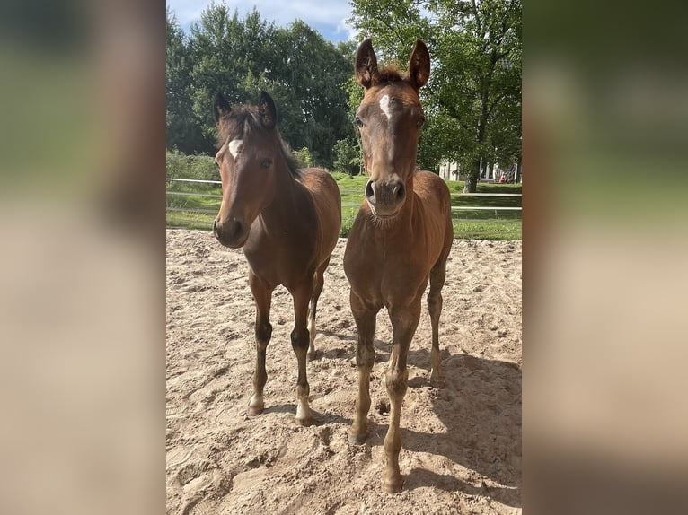 German Riding Pony Mare Foal (04/2024) Brown in Bienenbüttel