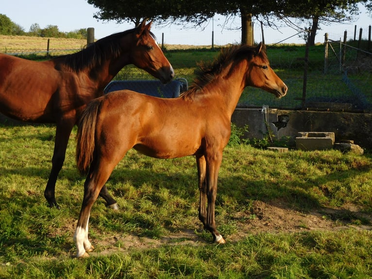 German Riding Pony Mare Foal (03/2023) Brown in Freden (Leine)