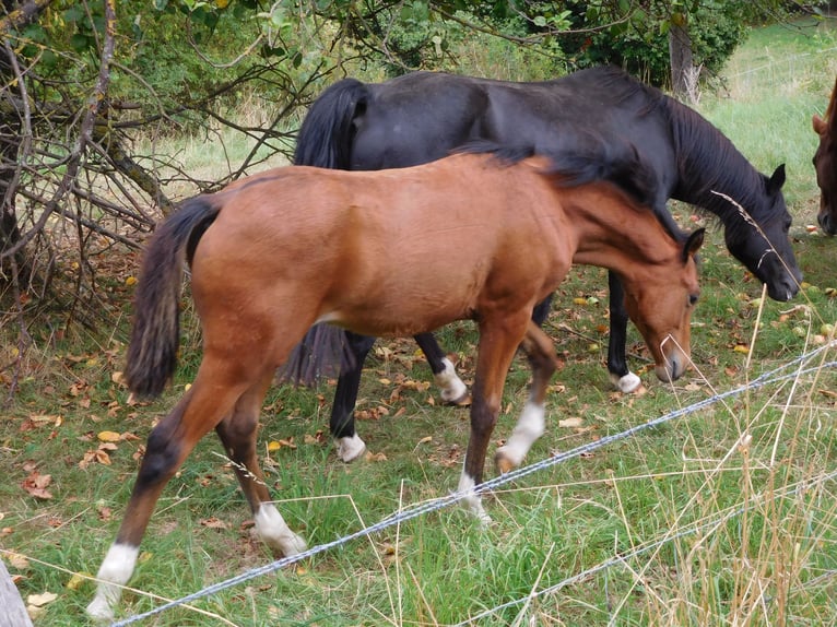 German Riding Pony Mare Foal (04/2025) Brown in Freden (Leine)