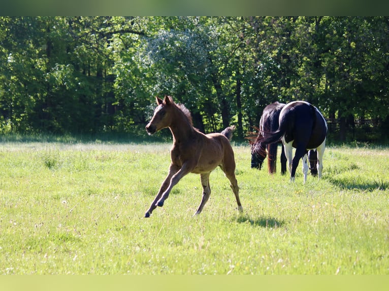 German Riding Pony Mare Foal (03/2026) Brown in Göttingeningen