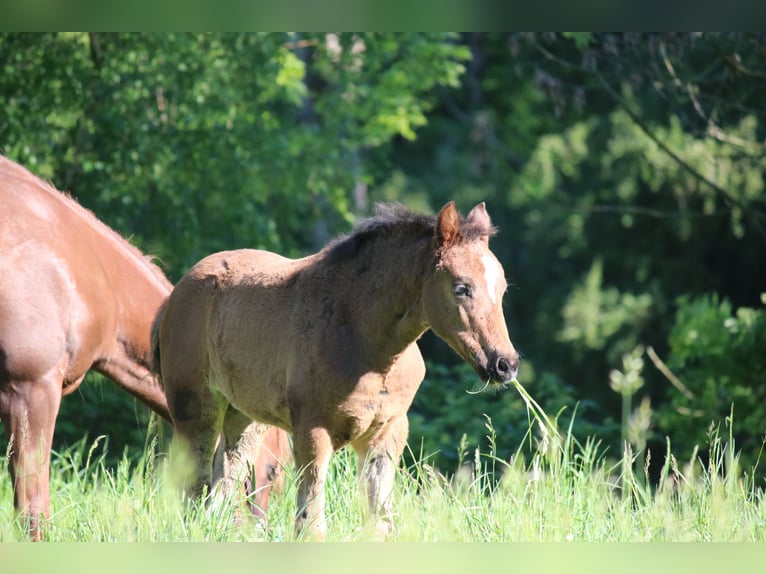 German Riding Pony Mare Foal (03/2026) Brown in Göttingeningen
