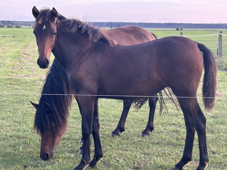 German Riding Pony Mare Foal (03/2025) Brown in Rosenau