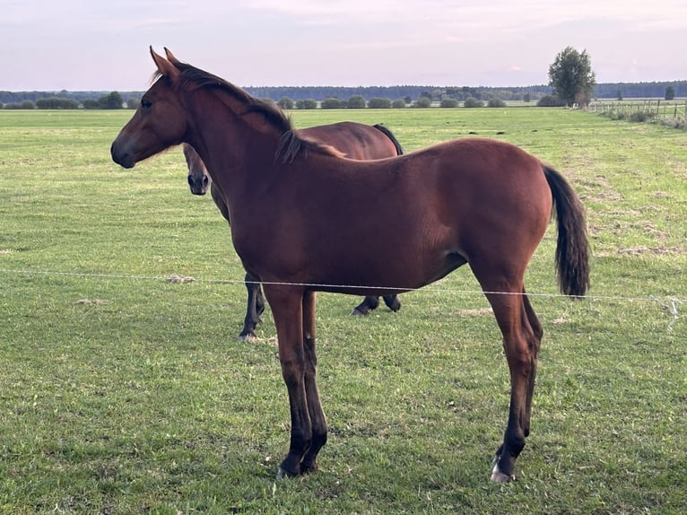 German Riding Pony Mare Foal (03/2025) Brown in Rosenau