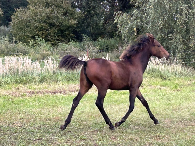 German Riding Pony Mare Foal (03/2025) Brown in Rosenau