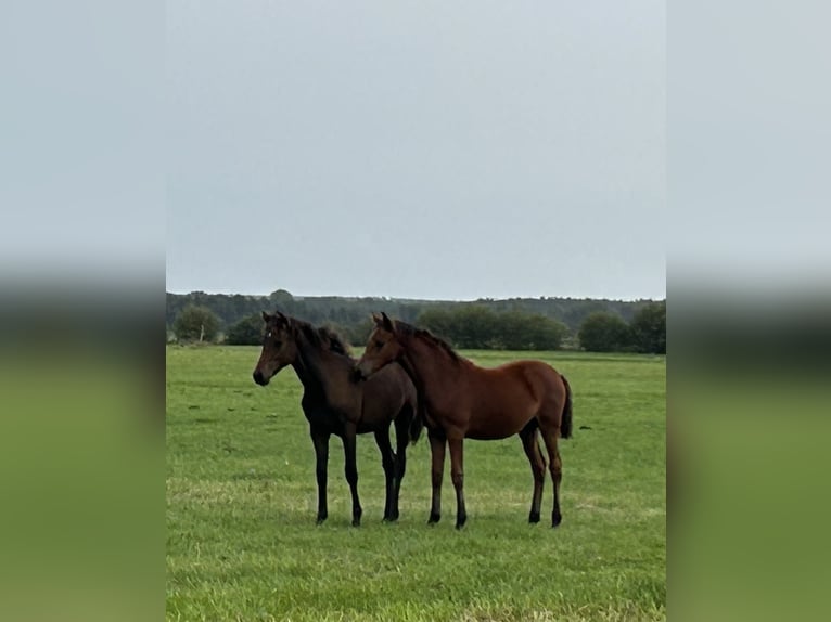 German Riding Pony Mare Foal (03/2025) Brown in Rosenau