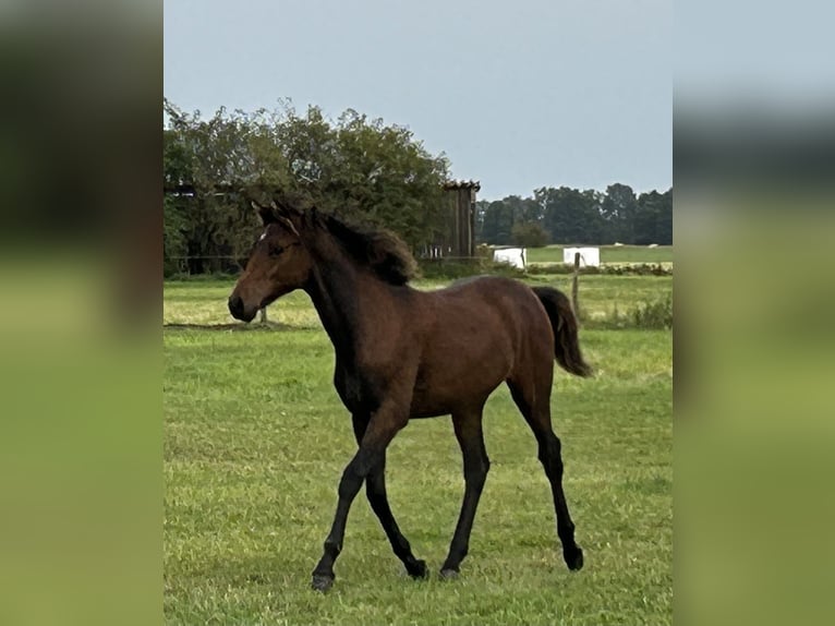 German Riding Pony Mare Foal (03/2025) Brown in Rosenau