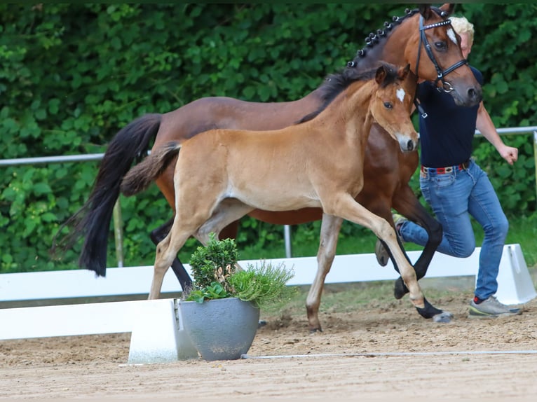 German Riding Pony Mare Foal (04/2024) Brown in Ritterhude