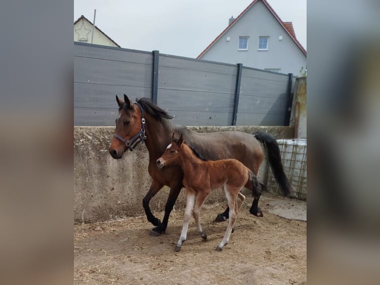 German Riding Pony Mare Foal (05/2026) Brown in Maihingen