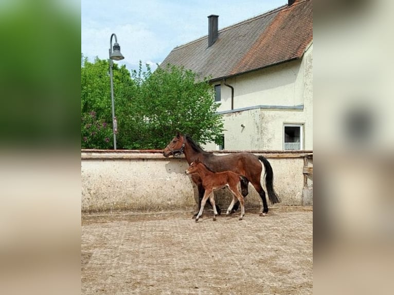 German Riding Pony Mare Foal (05/2026) Brown in Maihingen