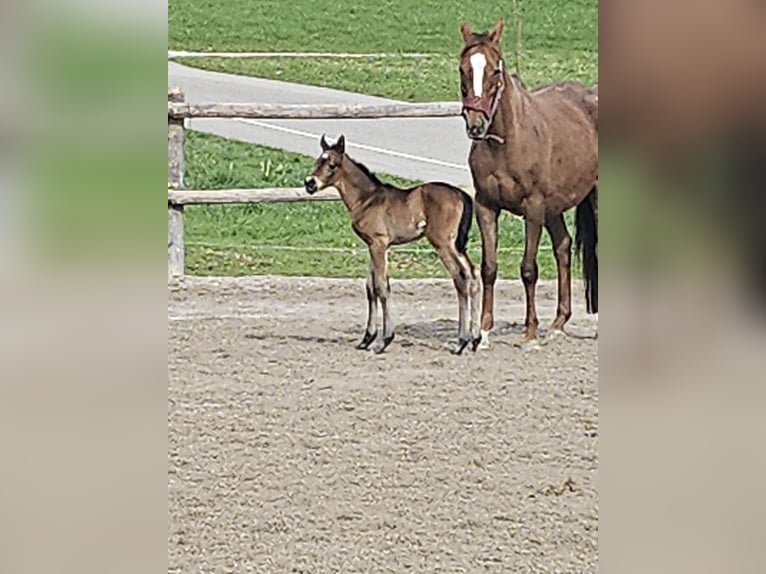German Riding Pony Mare Foal (03/2024) Brown in St Wolfgang