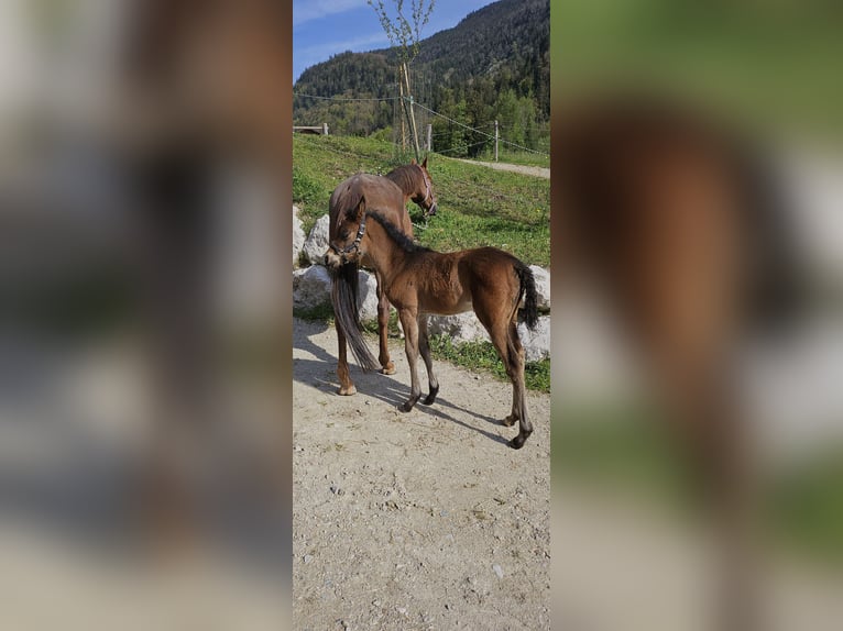 German Riding Pony Mare Foal (03/2024) Brown in St Wolfgang