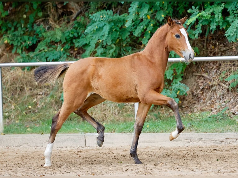 German Riding Pony Mare Foal (06/2024) Brown in Varel