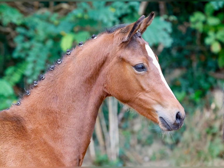 German Riding Pony Mare Foal (05/2024) Brown in Varel