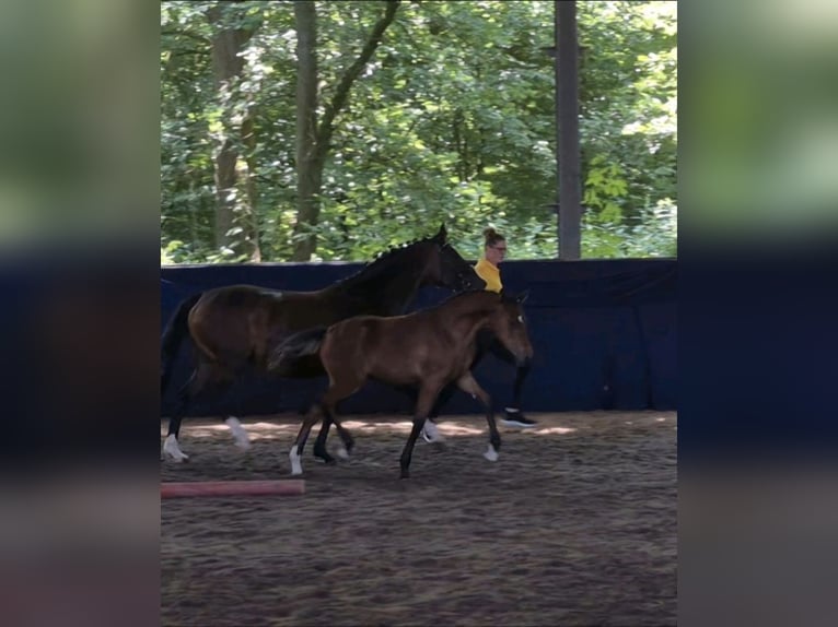 German Riding Pony Mare Foal (03/2026) Brown in Algermissen
