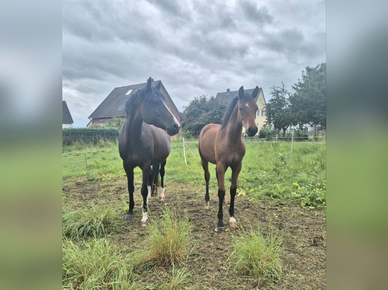 German Riding Pony Mare Foal (03/2026) Brown in Algermissen