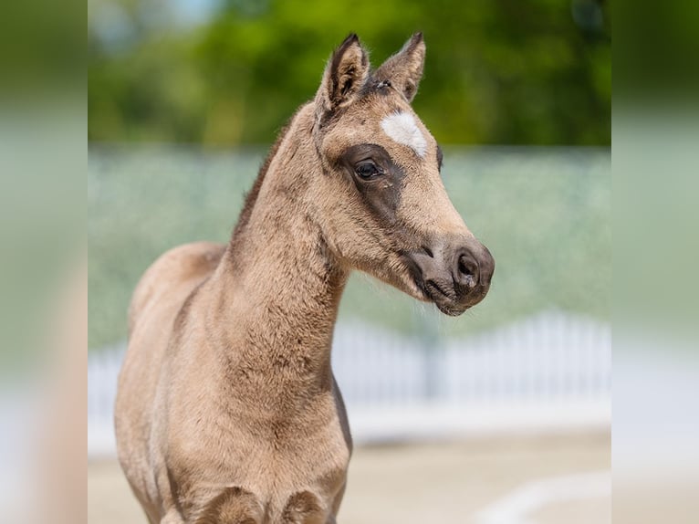 German Riding Pony Mare Foal (02/2026) Brown Falb mold in Münster-Handorf