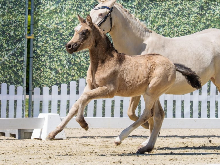 German Riding Pony Mare Foal (02/2026) Brown Falb mold in Münster-Handorf